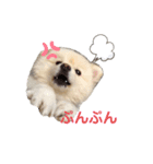 ポメラニアンのマフィン（個別スタンプ：7）