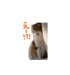 楓詩と來椛（個別スタンプ：2）