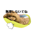 かわいいアルのスタンプ（個別スタンプ：5）