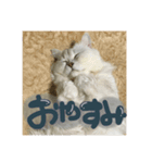 samba stamp❤︎（個別スタンプ：1）