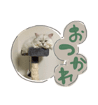 samba stamp❤︎（個別スタンプ：6）