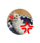 samba stamp❤︎（個別スタンプ：8）
