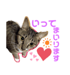 バステト挨拶❤️（個別スタンプ：1）
