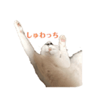 ギンとスズその2（個別スタンプ：2）
