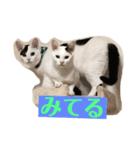 ギンとスズその2（個別スタンプ：4）