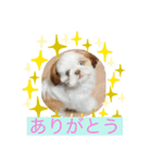 よしだのちゃちゃまる（個別スタンプ：3）