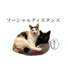 マメヲさんとミケコさん③（個別スタンプ：1）