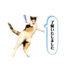 マメヲさんとミケコさん③（個別スタンプ：5）