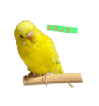 僕のピーちゃん（個別スタンプ：1）