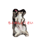 まいけるくん（個別スタンプ：1）