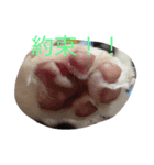 まいけるくん（個別スタンプ：2）