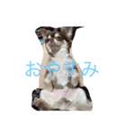 まいけるくん（個別スタンプ：3）