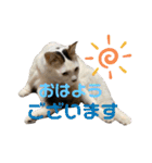 ふくりんスタンプ（個別スタンプ：1）