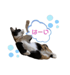 ふくりんスタンプ（個別スタンプ：13）