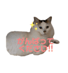 ふくりんスタンプ（個別スタンプ：31）