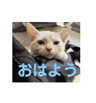 からあげくんとつくねくん2（個別スタンプ：1）