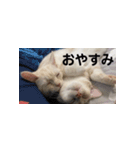 からあげくんとつくねくん2（個別スタンプ：3）