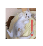 からあげくんとつくねくん2（個別スタンプ：4）