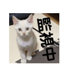 からあげくんとつくねくん2（個別スタンプ：9）
