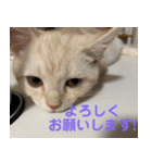 からあげくんとつくねくん2（個別スタンプ：10）