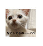 からあげくんとつくねくん2（個別スタンプ：12）