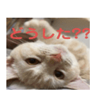 からあげくんとつくねくん2（個別スタンプ：14）