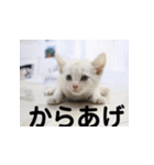 からあげくんとつくねくん2（個別スタンプ：15）