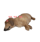 我が家の可愛いわんこ達（個別スタンプ：5）
