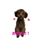 我が家の可愛いわんこ達（個別スタンプ：12）