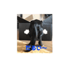 我が家の可愛いわんこ達（個別スタンプ：18）