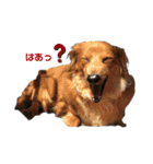 我が家の可愛いわんこ達（個別スタンプ：31）