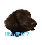 我が家の可愛いわんこ達（個別スタンプ：38）