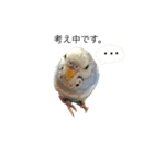 セキセイインコのちぃーちゃんです2（個別スタンプ：1）