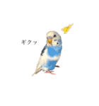 セキセイインコのちぃーちゃんです2（個別スタンプ：2）