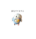 セキセイインコのちぃーちゃんです2（個別スタンプ：4）