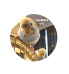セキセイインコのちぃーちゃんです2（個別スタンプ：5）