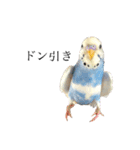 セキセイインコのちぃーちゃんです2（個別スタンプ：7）