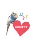 セキセイインコのちぃーちゃんです2（個別スタンプ：8）