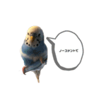セキセイインコのちぃーちゃんです2（個別スタンプ：13）