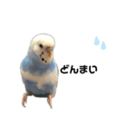 セキセイインコのちぃーちゃんです2（個別スタンプ：15）