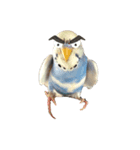 セキセイインコのちぃーちゃんです2（個別スタンプ：16）