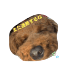mash stamp_（個別スタンプ：24）