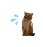 ペット^._.^^._.^（個別スタンプ：1）