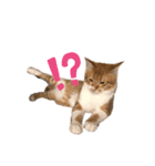 ペット^._.^^._.^（個別スタンプ：5）