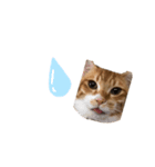 ペット^._.^^._.^（個別スタンプ：8）