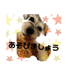 ぐぅスタンプ3（個別スタンプ：31）