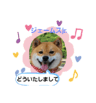 柴犬ジェームスjr.5（個別スタンプ：2）