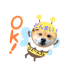 柴犬ジェームスjr.5（個別スタンプ：4）