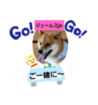 柴犬ジェームスjr.5（個別スタンプ：6）