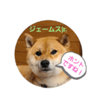 柴犬ジェームスjr.5（個別スタンプ：8）